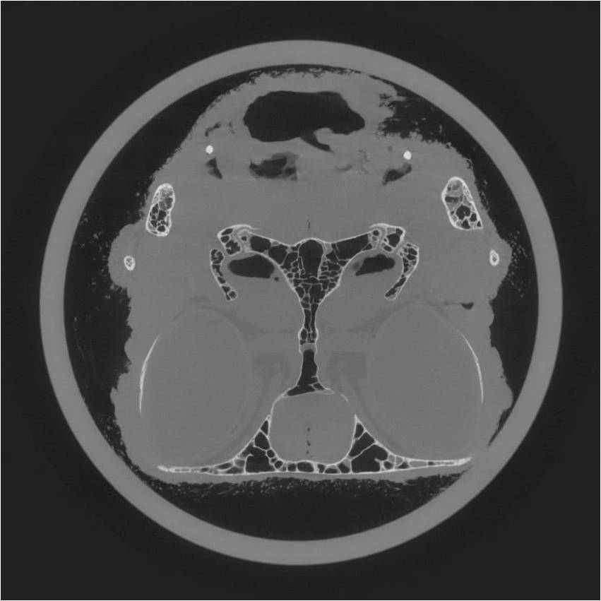 Medical / (small) animal imaging