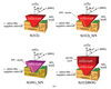 Schematic-representation-of-the-four